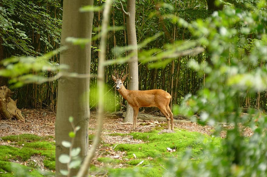 Animal, Deer, Mammal, Roe Deer, Nature, Forest, Fauna, animals in the wild, tree, grass, green color