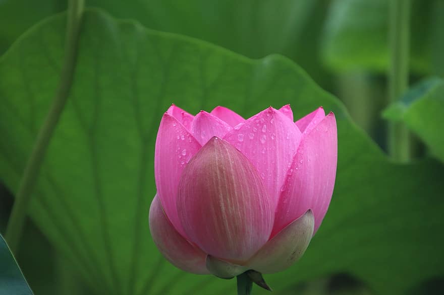 Lotus, Blume, Tau, Blütenblätter, pinke Blume, Seerose, blühen, Pflanze, Wasserpflanze, Flora, Regentropfen