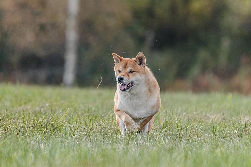 Dog, Running, Park, Shiba Inu, Animal, Pet, Mammal, Domestic Dog, Active, Breed, Competition