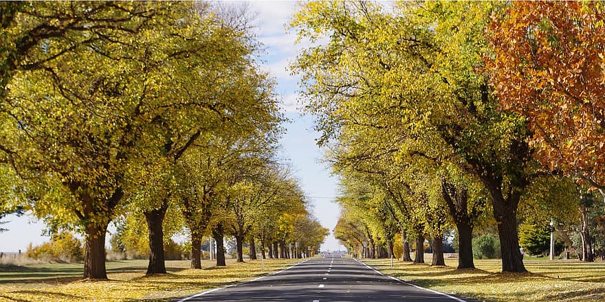alberi, strada, autostrada, le foglie, fogliame, autunno, le stagioni, natura, foresta, colorato