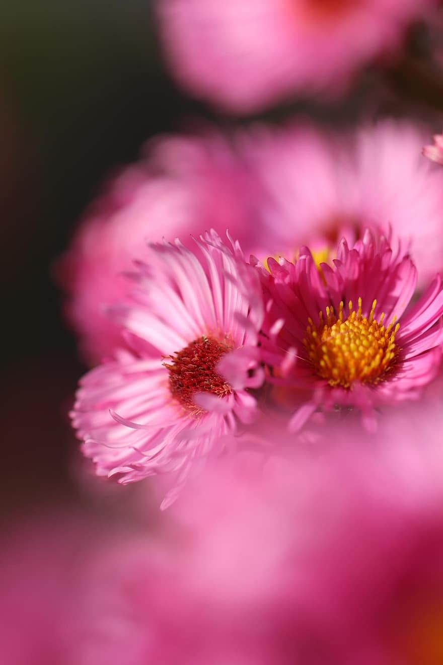 Flowers, Aster, Nature, Plant, Growth, Bloom, Blossom, Botany, Petals, Macro, Forest
