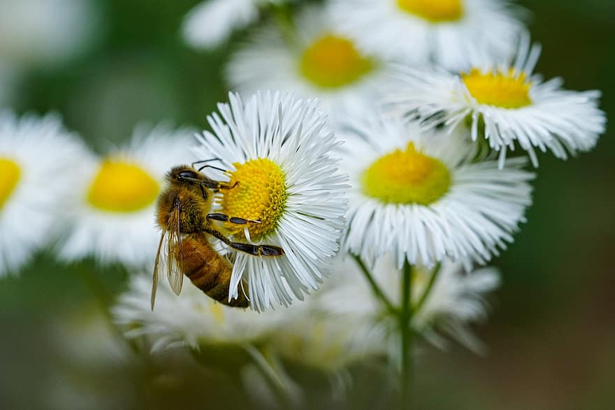 пчела, цветя, опрашване, насекомо, диви цветя, Република Корея, растения, макро, едър план, цвете, лято