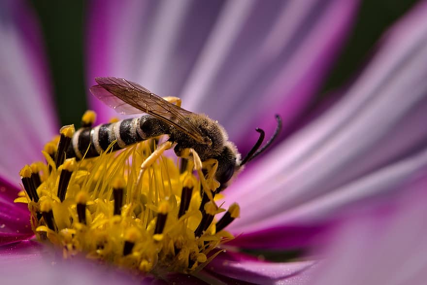 Garden, Flower, Hoverfly, Flower Fly, Syrphid Fly, Insect, Animal, Cosmos, Garden Cosmos, Cosmea, Bloom