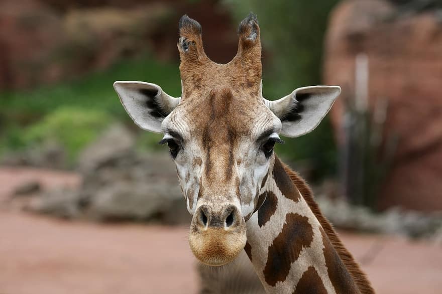 giraffa, animale, zoo, animali allo stato selvatico, Africa, animali safari, testa di animale, avvicinamento, cornuto, erba, analizzare, cercare, guardare