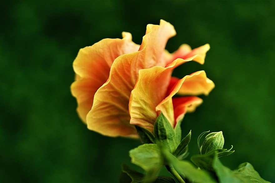 hibiscus, blomst, orange blomst, kronblade, orange kronblade, flor, blomstre, flora, natur
