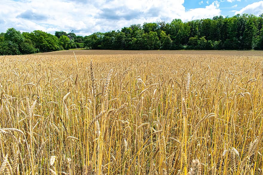 blé, champ, grain, surgir, seigle, céréale, d'or, rural, orge, la nature, paille