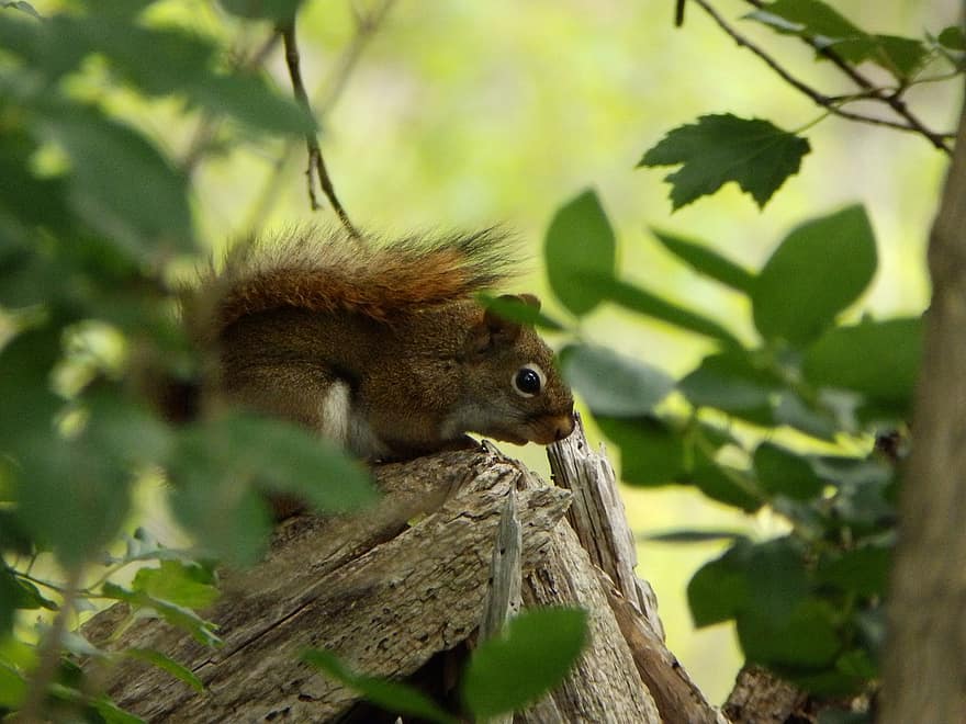 Squirrel, Rodent, Wildlife, Nature, Animal, New York State, tree, animals in the wild, forest, close-up, cute