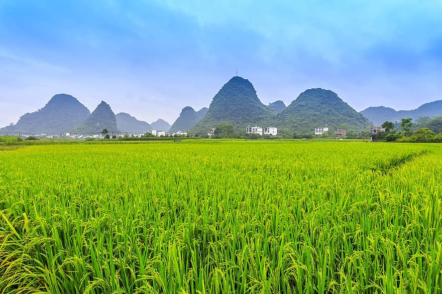 природа, поле, околност, селски, селска сцена, планина, селско стопанство, ферма, зелен цвят, пейзаж, оризов ориз