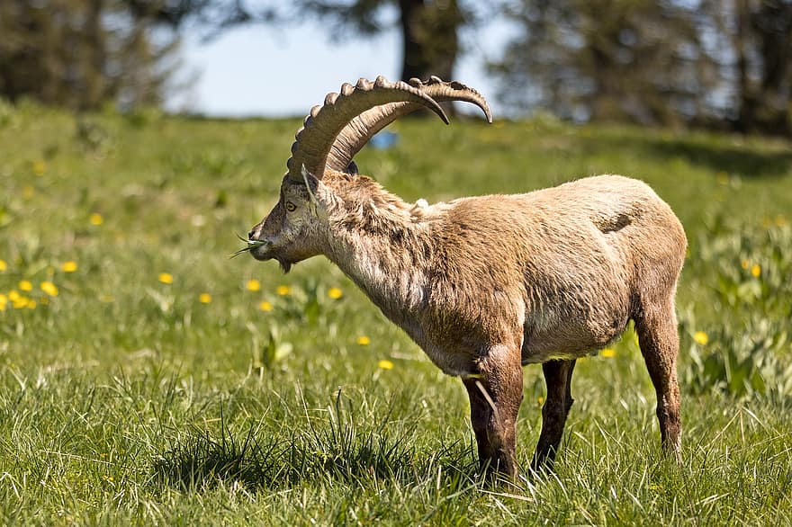 alpine ibex, steinbock, ibex, græs, pattedyr, natur