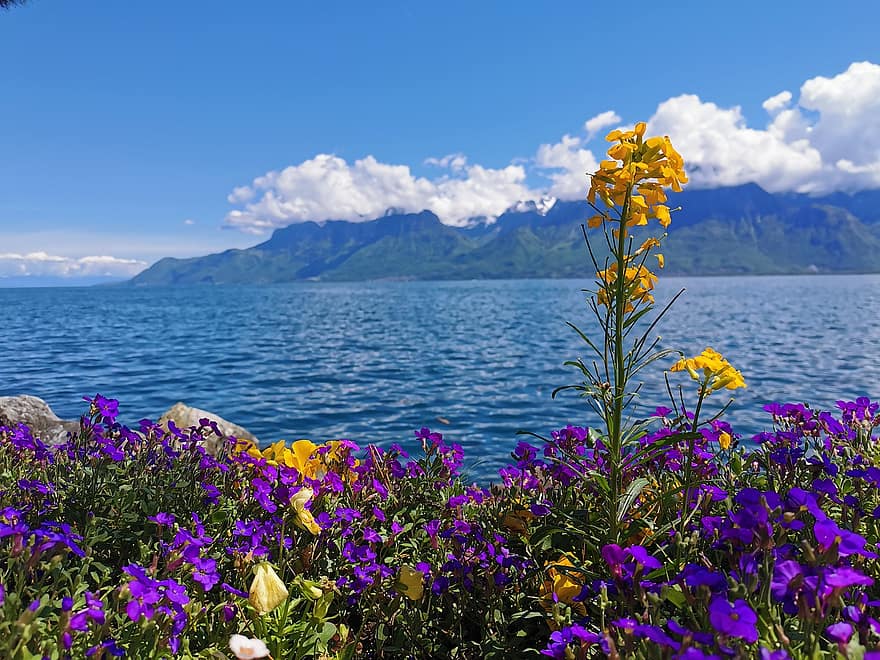 llac, suïssa, prat, muntanya, naturalesa, flors
