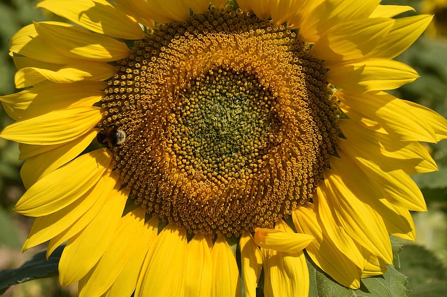 цвете, слънчоглед, растение, жълти венчелистчета, пчела, природа, цветен, ботаника, флора, листенца