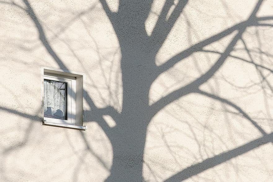 Wall, Shadow, Tree, Window, architecture, glass, branch, backgrounds, building feature, leaf, building exterior