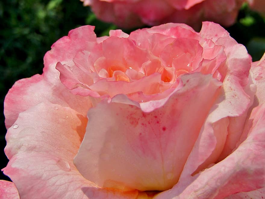 fiore, rosa, fiore rosa, rosa Rosa, goccia di rugiada, goccia di pioggia, fiorire, fioritura, petali, petali di rosa, natura
