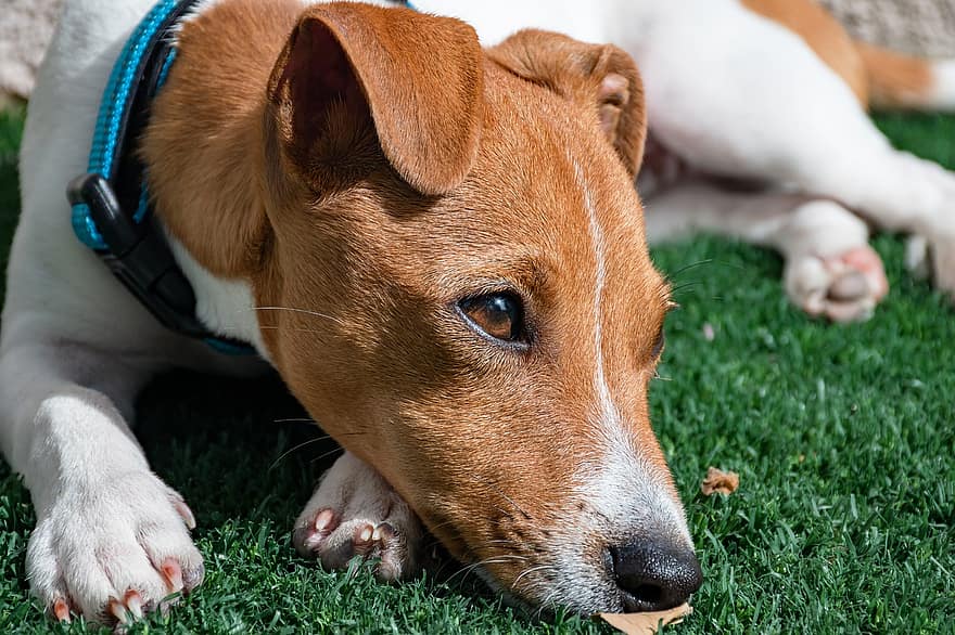 Jack Russell Terrier, perrito, perro, mascota, canino, animal, raza, mamífero, perro triste, terrier, ojos