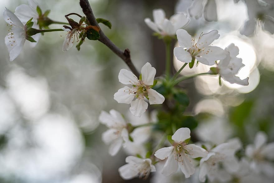 Třešňový květ, květiny, jaro, bílé květy, okvětní lístky, květ, větev, strom, Příroda, bokeh