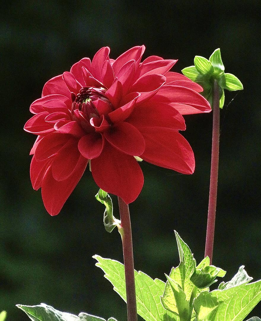Dahlia, Red Dahlia, Red Flower, Flower, Garden, plant, leaf, close-up, summer, petal, flower head