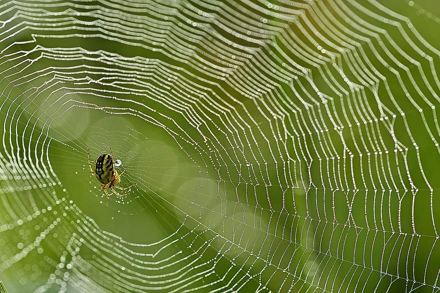 насекомо, паяк, паяжина, природа, наблизо, колело паяк, капка вода