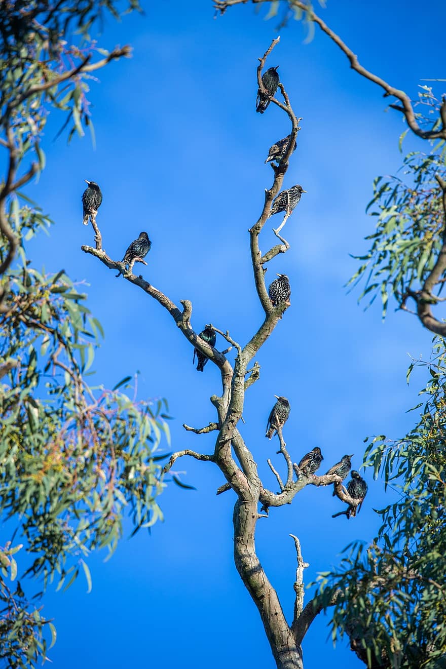 Birds, Starlings, Tree, Branches, Leaves, Foliage, Sky