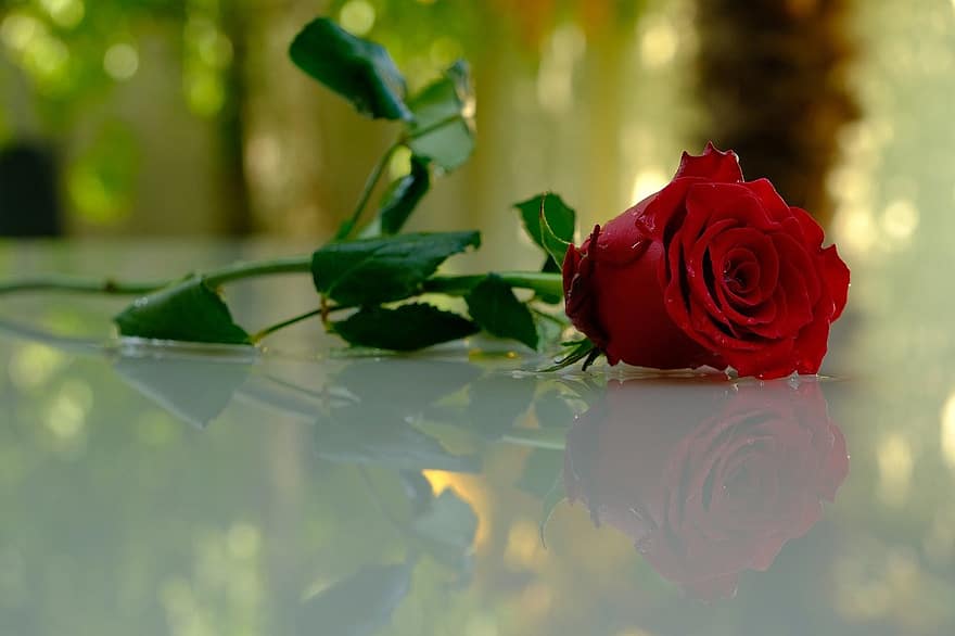 bông hoa, Hoa hồng, Bông hồng đỏ