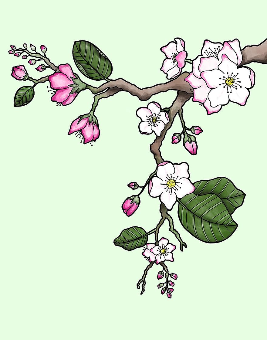 ābolu ziedi, ziedi, filiāle, lapas, pumpuri, pavasarī, zied, zieds, koks, dabiski, raksturs