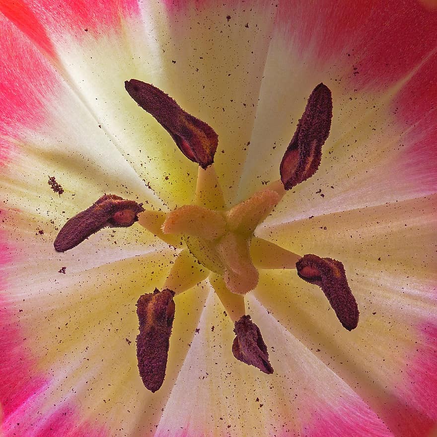 blomst, tulipan, pollen, pollenbærere, blomstre, stampe, nærbilde, blad, anlegg, petal, botanikk