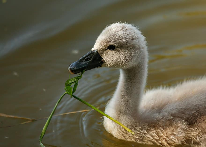 Swan, Cygnet, Bird, Young Swan, Swan Chick, Animal, White Swan, Waterfowl, Water Bird, Aquatic Bird, Plumage