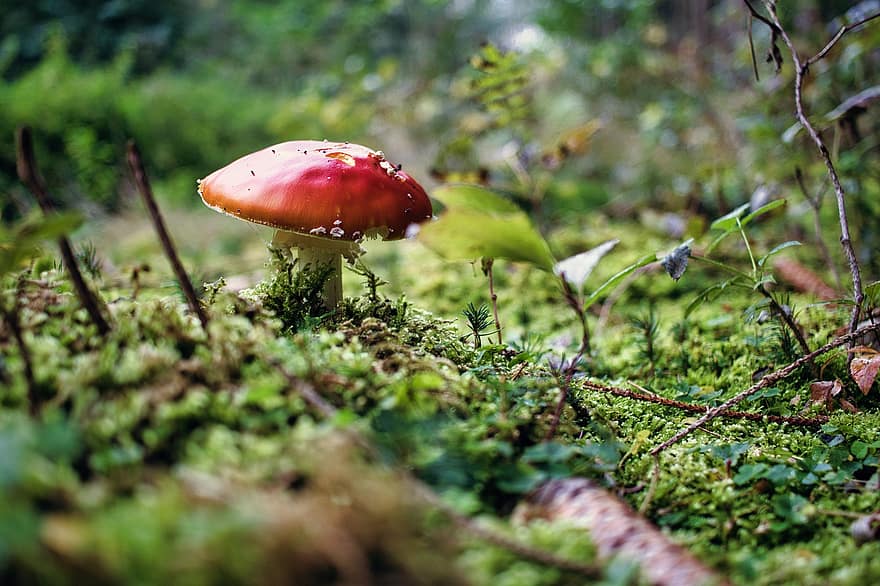 houba, mykologie, les, muchomůrka, detail, podzim, rostlina, zelená barva, sezóna, neobdělávaný, muchomůrka houba
