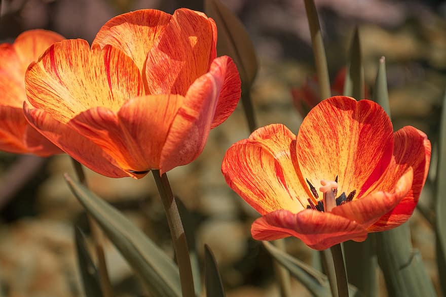 Tulips, Flowers, Petals, Bloom, Blossom, Flora, Nature, Plants, Close Up, Spring