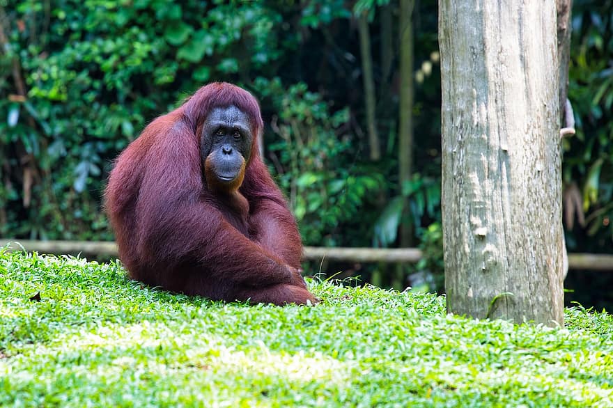 orangutan, mono, animal, primate, mamífero, zoo, fauna silvestre, fotografía de vida silvestre
