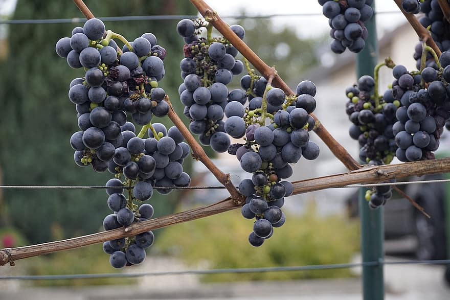 winogrona, grupa, winorośl, winnica, owoce, organiczny, produkować, żniwa, uprawa winorośli, Rebstock, uprawa