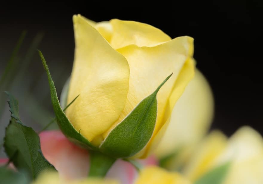 Rose, gelbe Rose, gelbe Blume, Blume, Rosenblüte, Rosenknospe, blühen, Garten, Natur, Nahansicht, Blütenblatt