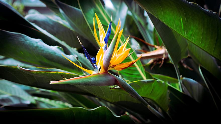flor ave do paraíso, Strelitzia, plantar, natureza, República da Coreia, Ilha jeju, jeju