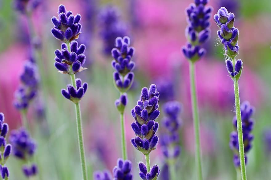 Lavendel, Blume, Natur, Garten, Pflanze, blühen, Blütenstand