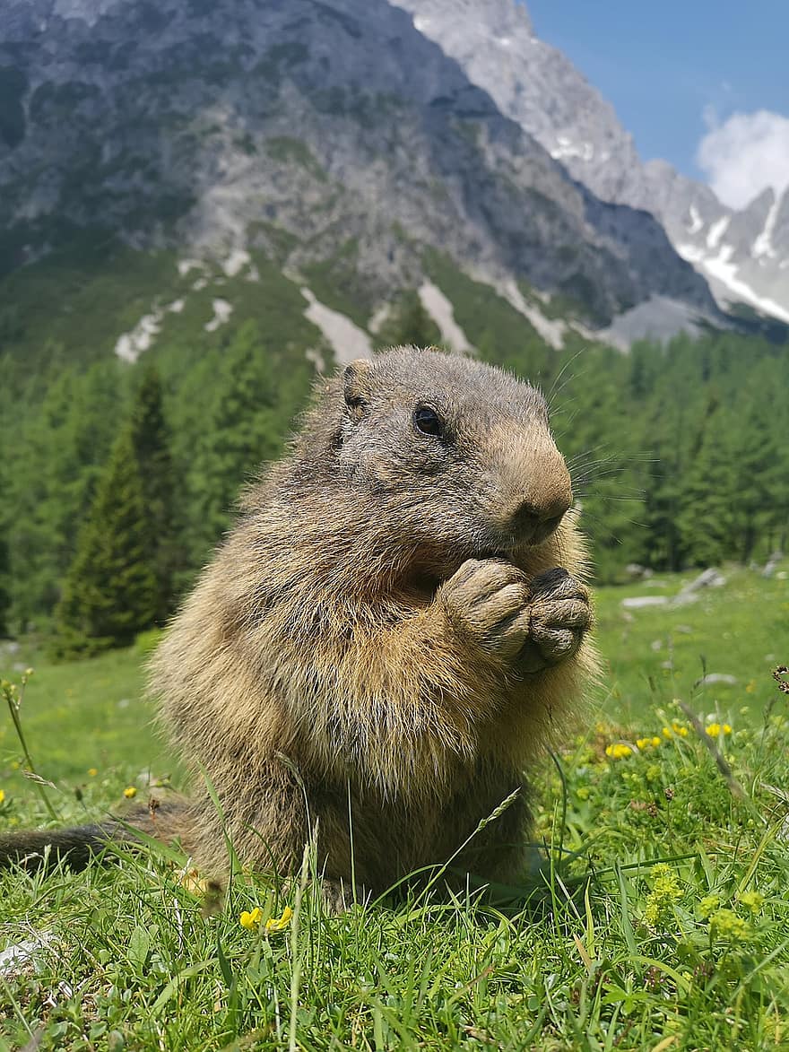 marmot, eekhoorn, knaagdier, foerageren, aan het eten, dieren in het wild, Bos, wildernis, natuur, dier, dieren wereld