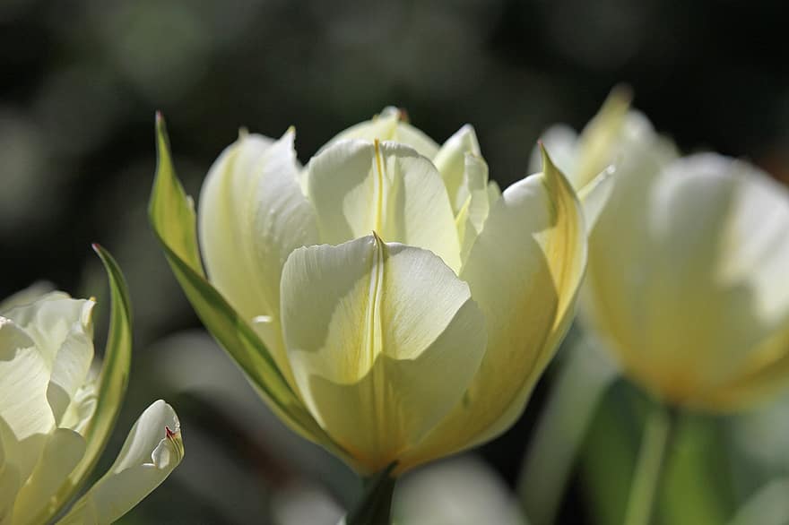 tulipani, fiore, pianta, petali, fioritura, fiore primaverile, giardino, primavera, inizio primavera, natura