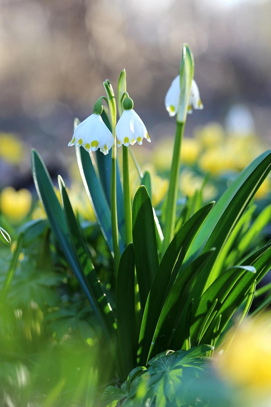 春、スノードロップ、白い花、牧草地、春の花、庭園、緑色、工場、花、夏、鮮度
