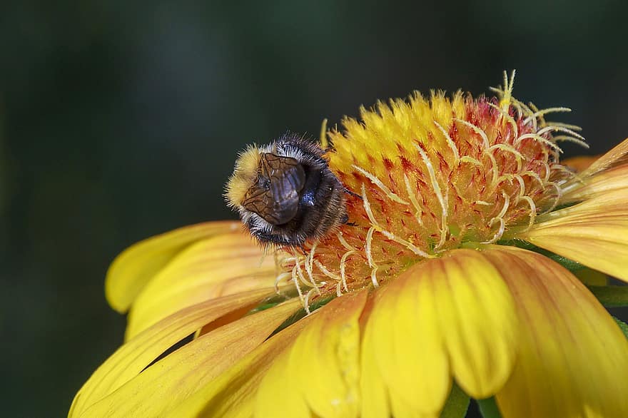 kumbang, serangga, bunga, hewan, penyerbukan, serbuk sari, madu, berkembang, mekar, tanaman berbunga, tanaman hias
