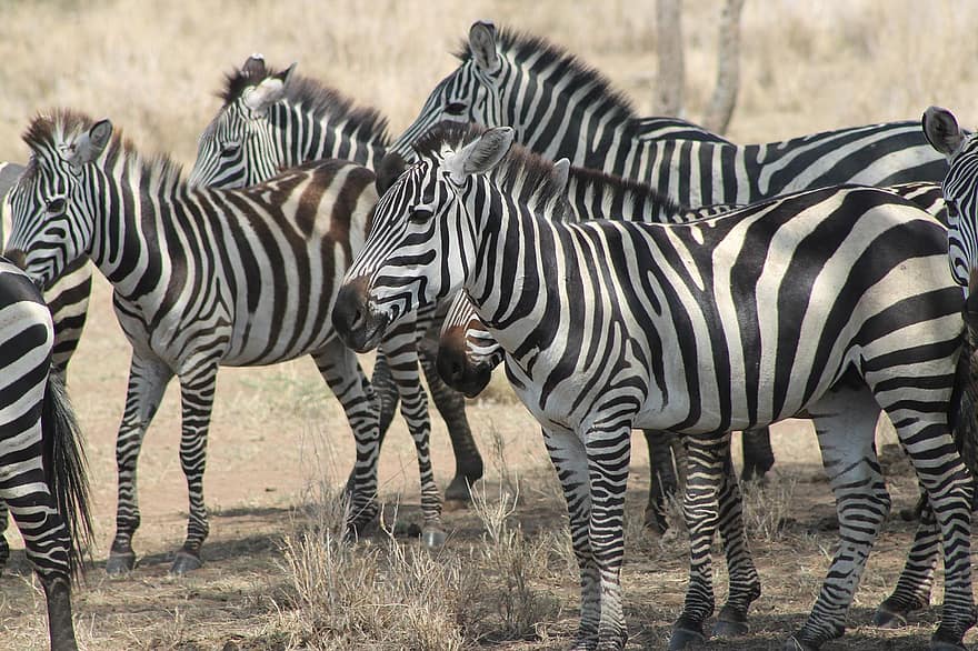 Serengeti, Afrika, safari, dieren in het wild, natuur, zebra, savanne, zoogdier, dier