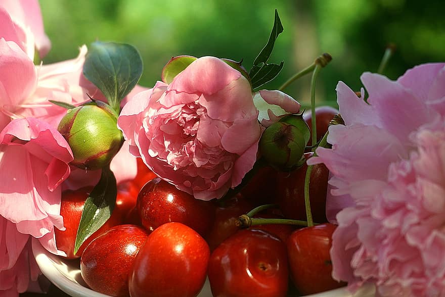 Вишня стигла, червоний, Піонії Рожеві, прикраса, на тарілці, фрукти, їжа, свіжий, літо, їдять, дієта