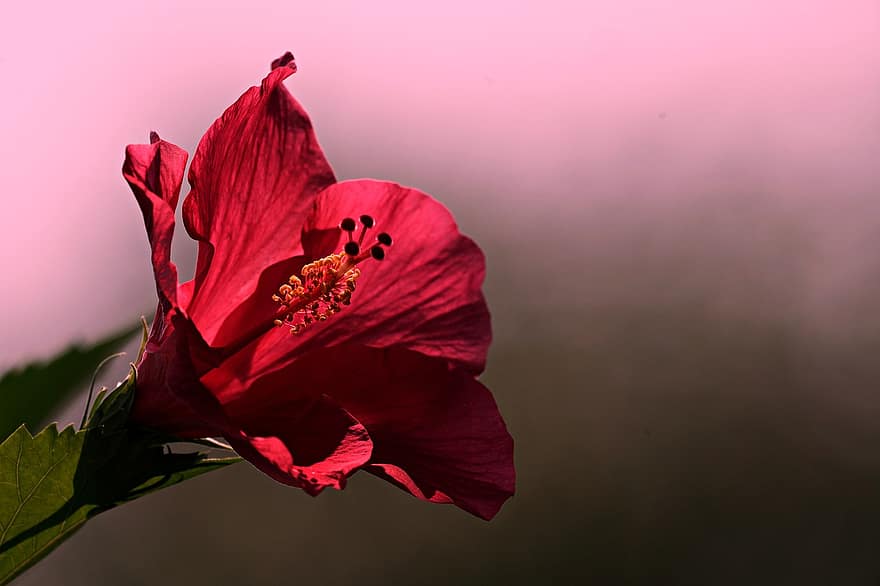 hibiscus, rød hibiskus, rød blomst, hage, natur, nærbilde, blomst, blad, anlegg, petal, blomsterhodet
