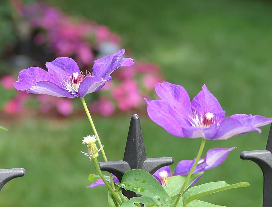 フラワーズ、紫のクレマチス、クレマチス、花びら、紫色の花びら、咲く、花、フローラ