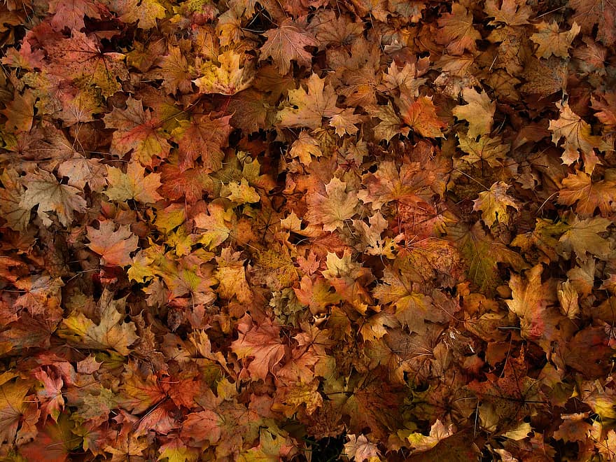 осінь, листя, осінні листки, осіннє листя, осінні кольори, осінній сезон, опале листя, листя апельсина, помаранчеве листя, ліс