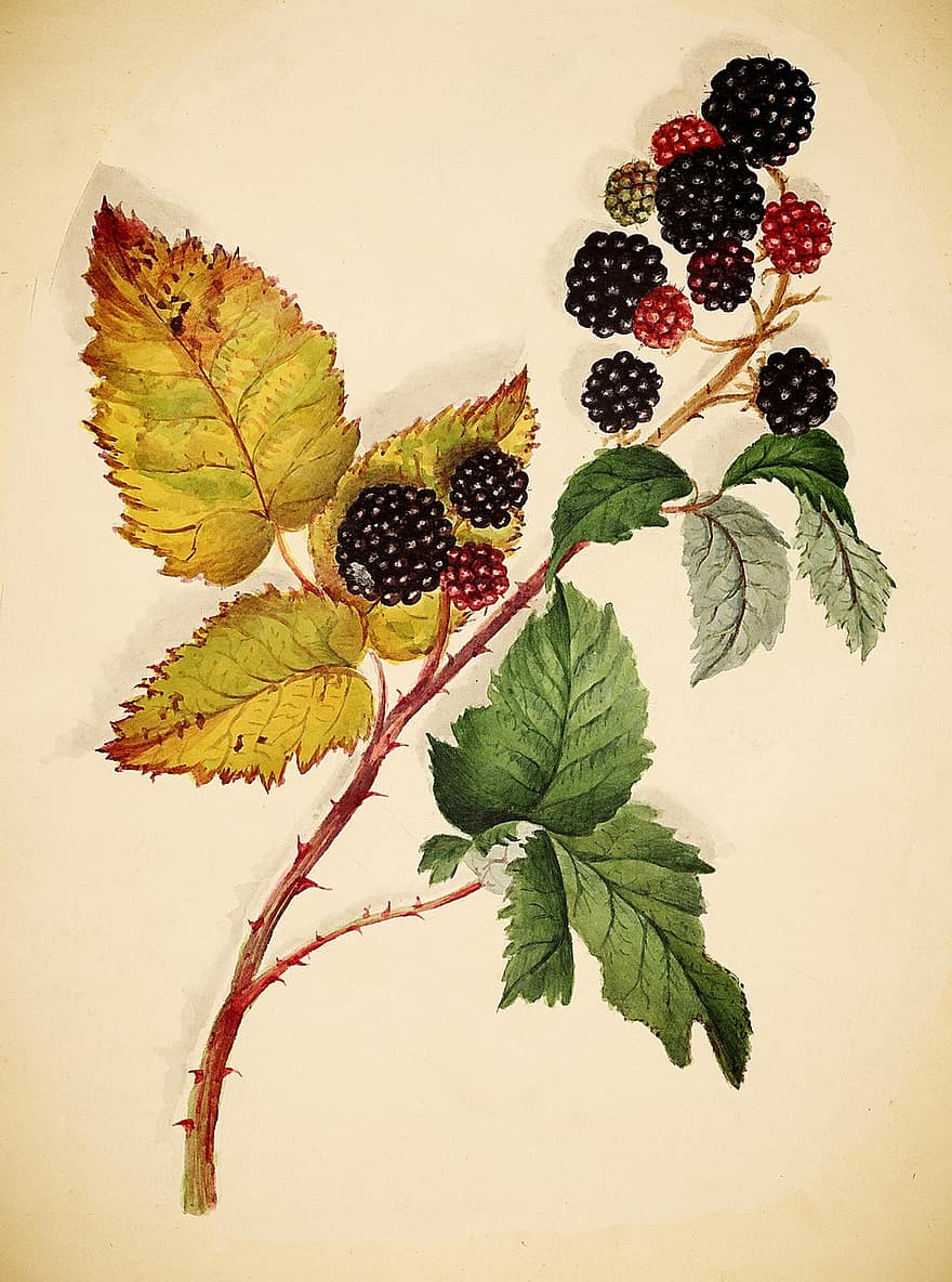 Blackberries, Vintage, Fruit, Branch, Food, Sweet, Juicy, Healthy, Fresh, Nutrition, Vitamin