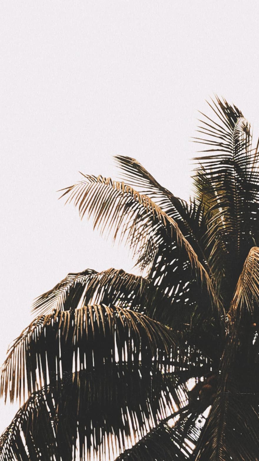 кокосовая пальма, ветви, листья, небо, природа, дерево