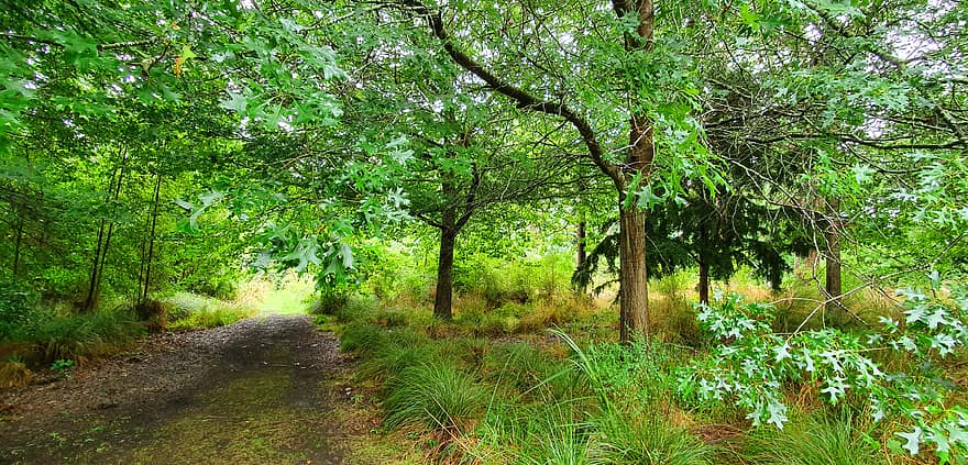 nature, path, trees, background, season, environment, forest, natural, park, summer, green
