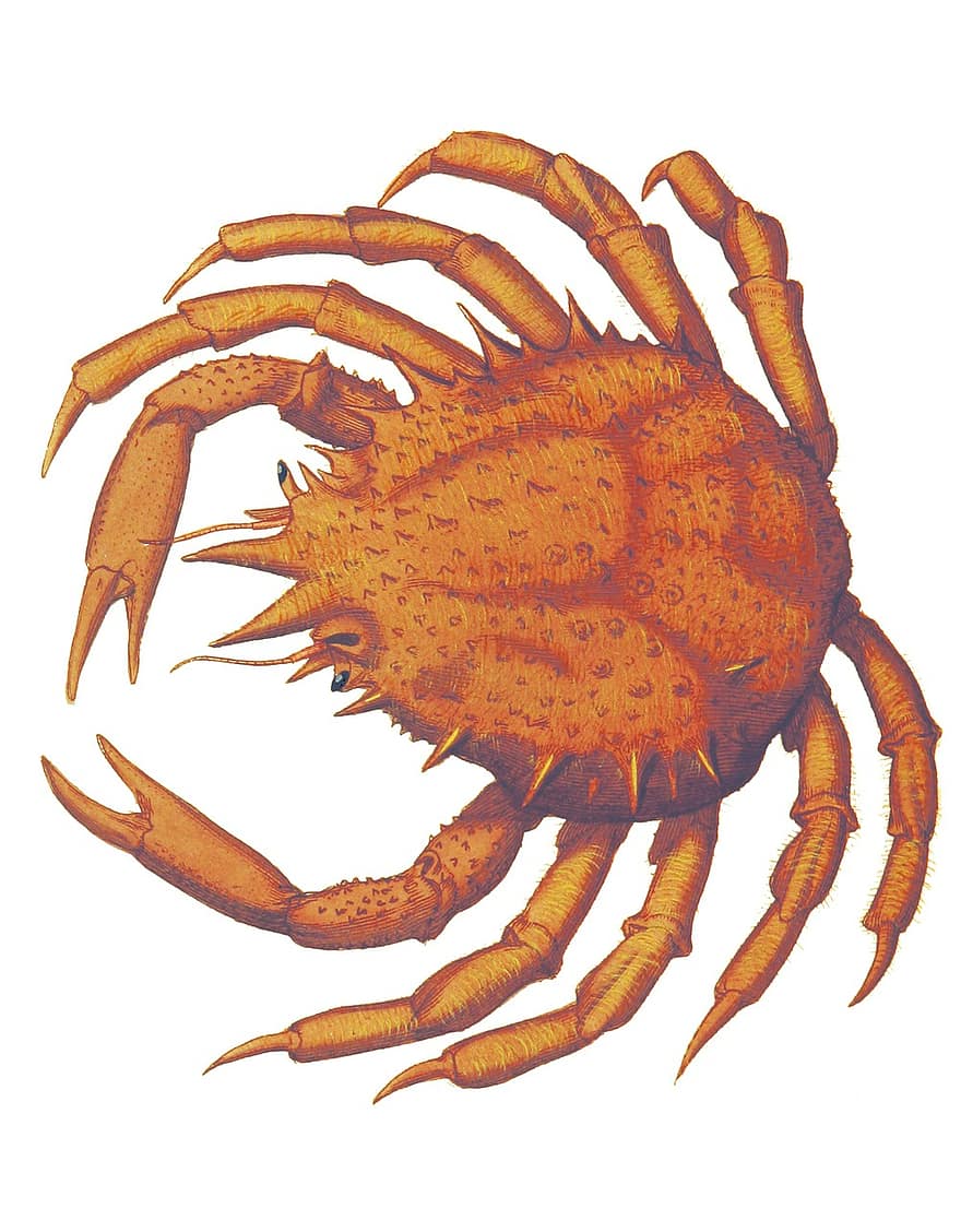 Crabe, ancien, James Sowerby, faune, Marin, Fruit de mer, animal