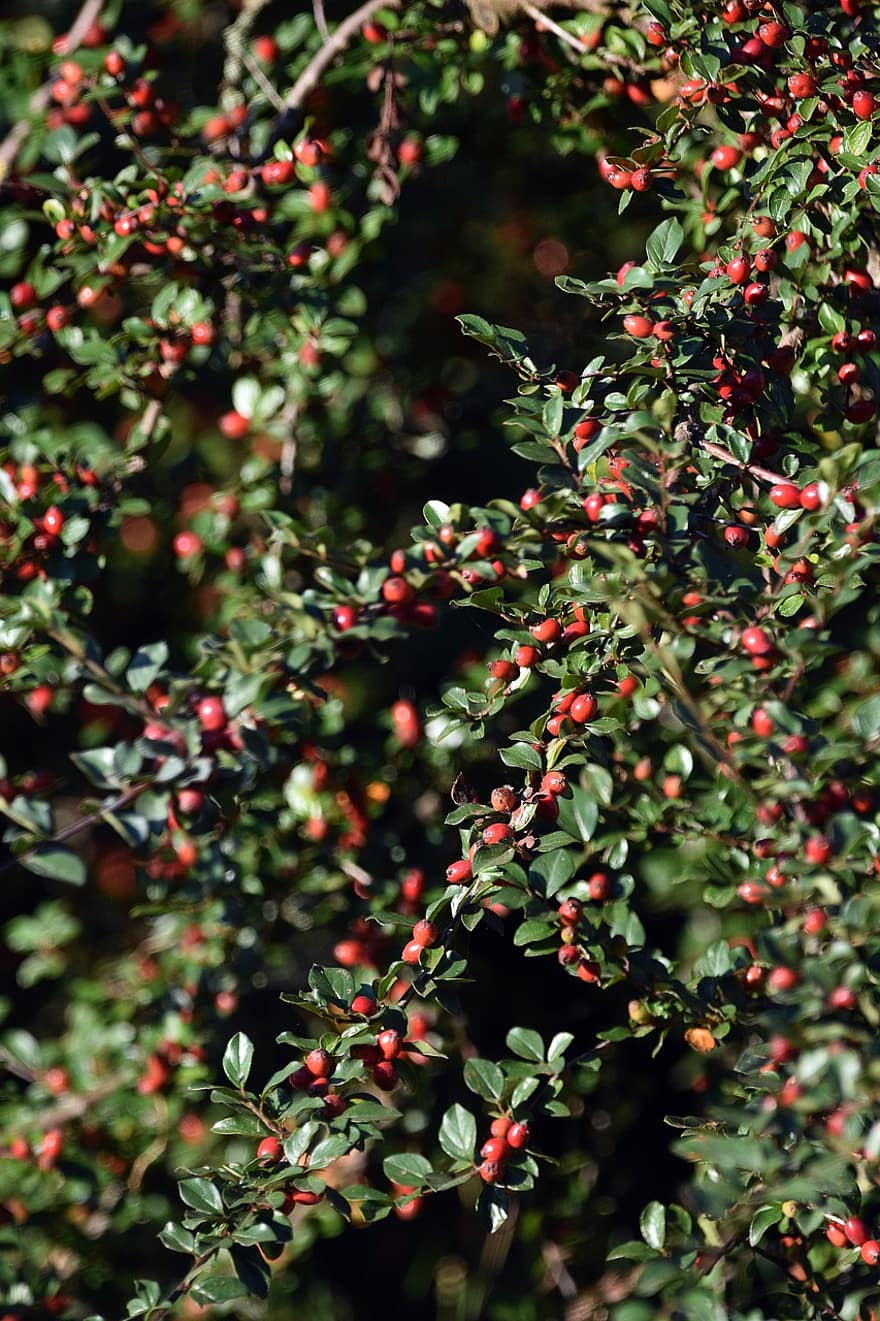Cotoneaster, Fruits, Branch, Berries, Red Fruits, Leaves, Shrub, Plant, Garden, Nature