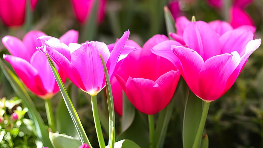 tulipány, květiny, zahrada, růžové tulipány, okvětní lístky, růžové okvětní lístky, květ, flóra, rostlin, jarní květiny, Příroda