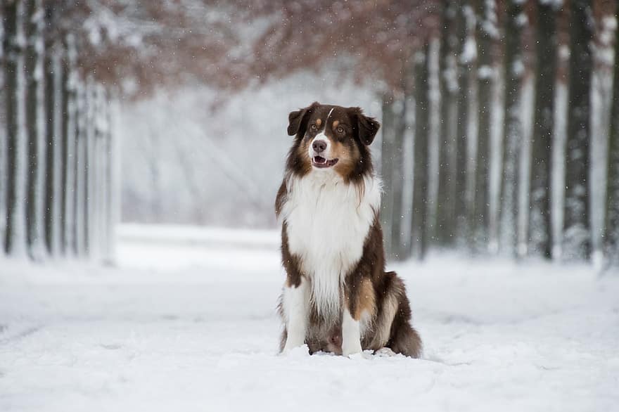 Αυστριακός βοσκός, σκύλος, χιόνι, χιονίζει, κατοικίδιο ζώο, ζώο, κατοικίδιο σκύλο, κυνικός, θηλαστικό ζώο, χαριτωμένος, συνεδρίαση