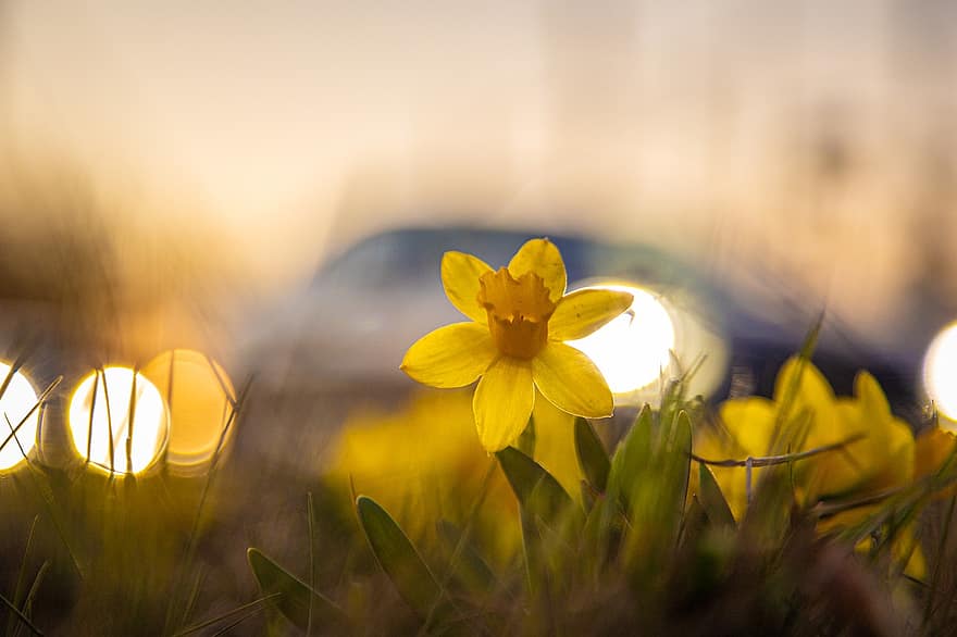 Daffodils, Yellow Flowers, Meadow, Spring, Bloom, Flora, Plant, Nature, Landscape, Sunset, summer